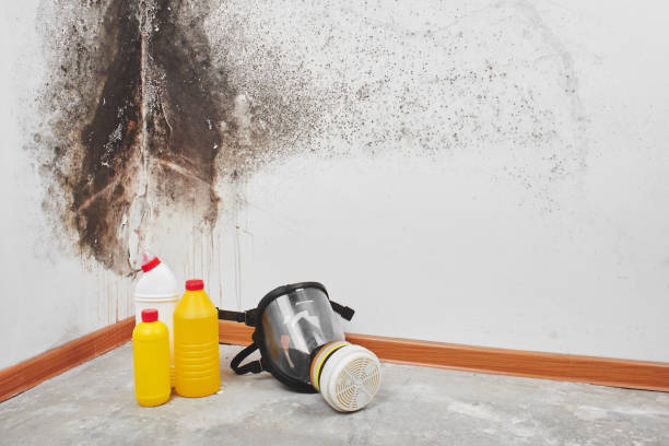 Mold Removal and Inspection in Northwest Harbor, NY