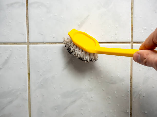 Best Black Mold Removal  in Northwest Harbor, NY