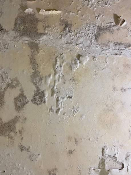 Best Residential Mold Removal  in Northwest Harbor, NY