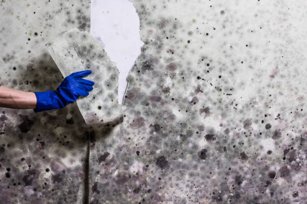 Best Toxic Mold Removal  in Northwest Harbor, NY